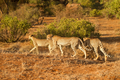 cheetah